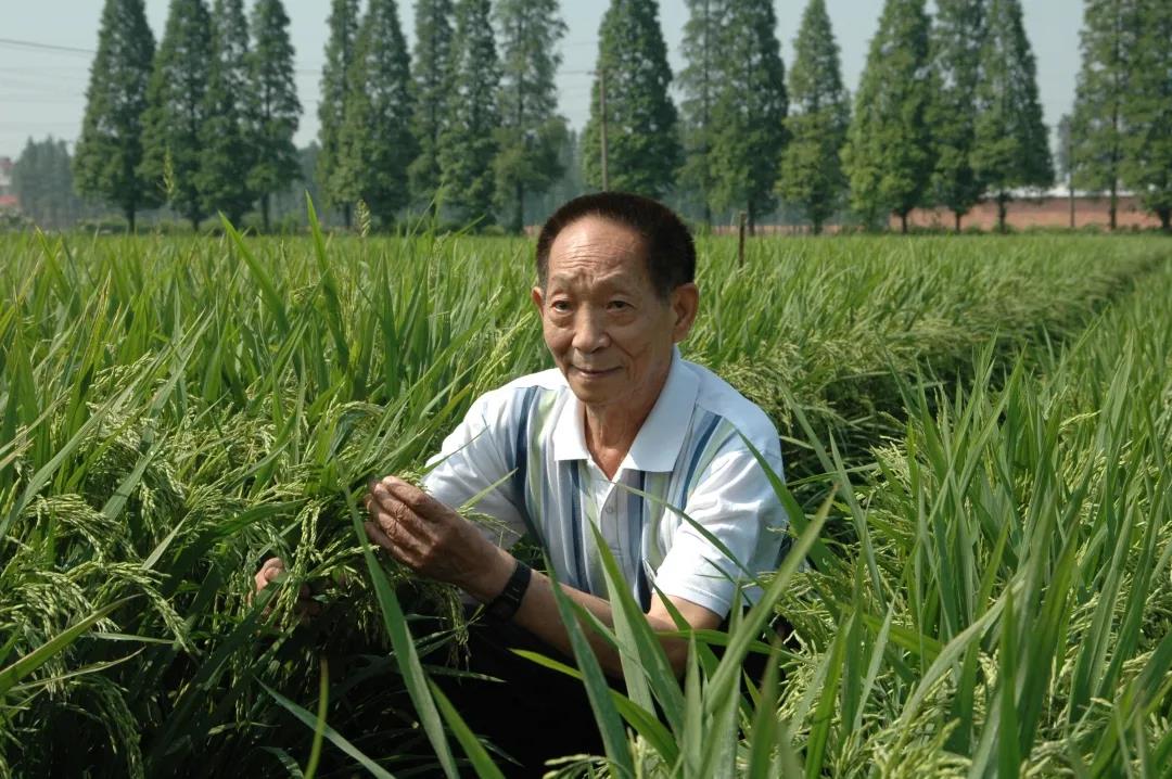 55年前，袁隆平這個(gè)"叛逆"結(jié)論，跨過"禁區(qū)"